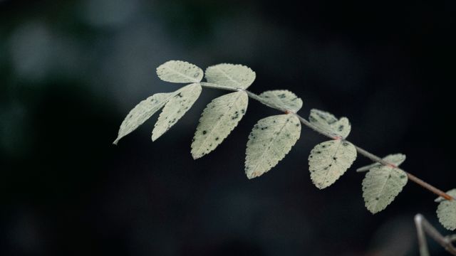 Boswellia serrata, saule blanc et reine des prés
