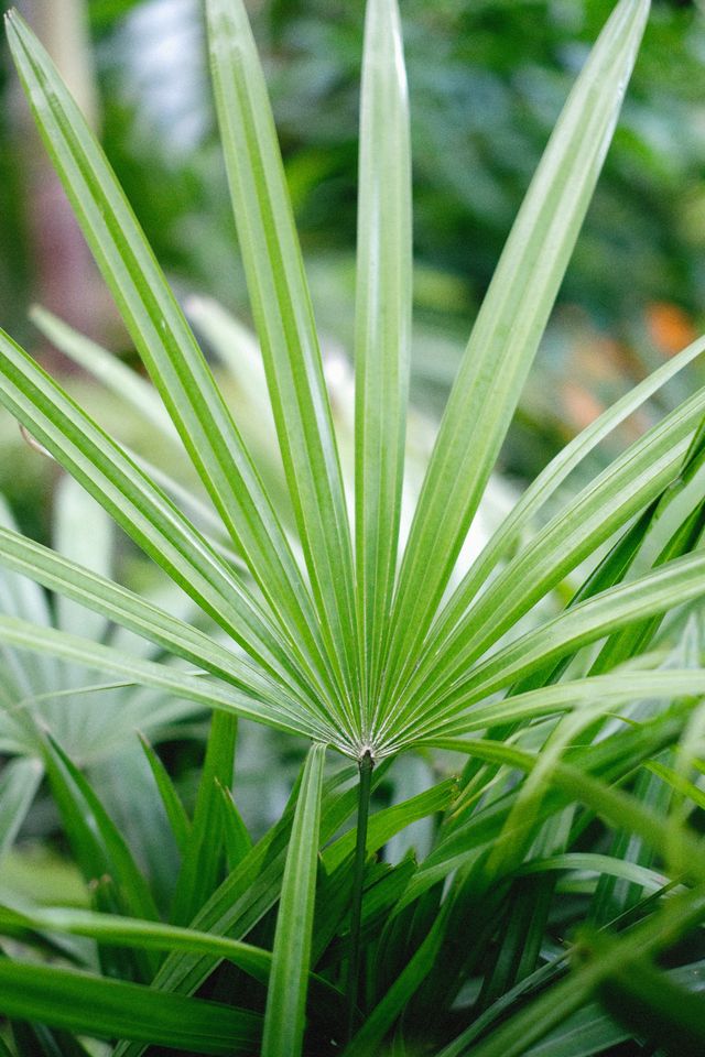 Vitamine E naturelle, Serenoa repens et Pygeum africanum