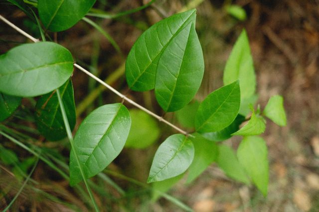 Hydrastis canadensis, Fraxinus excelsior, Polygonum cuspidatum, Curcuma longa