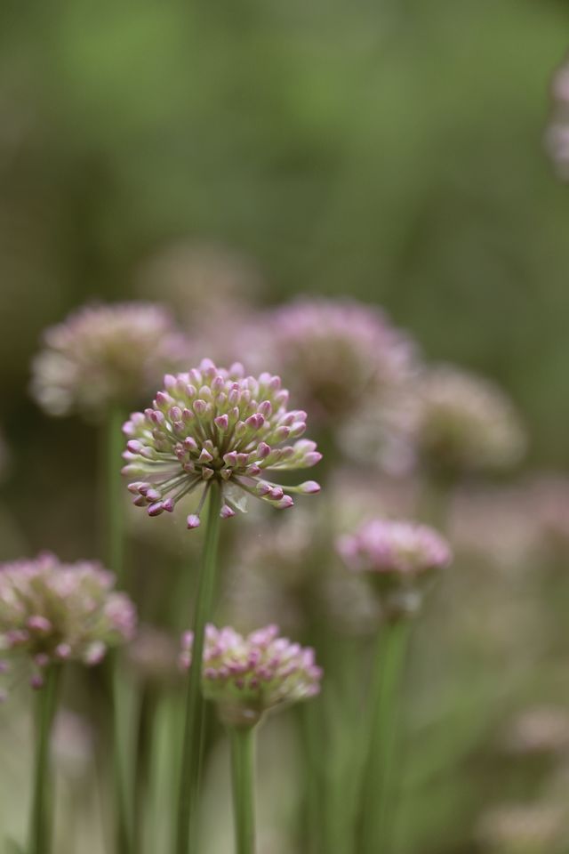 Quercétine, issue d'Allium cepa