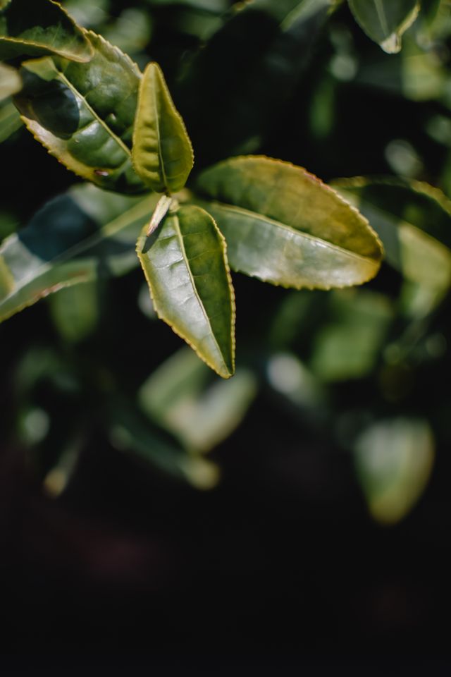 Extrait de thé vert
