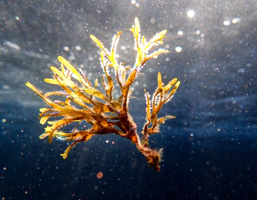 Extrait de Fucus vesiculosus et de Commiphora mukul, guggul