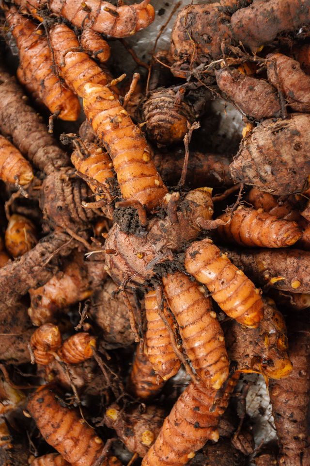 Curcuma longa