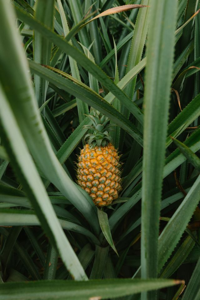 Framboisier, ananas, vigne rouge, papaye