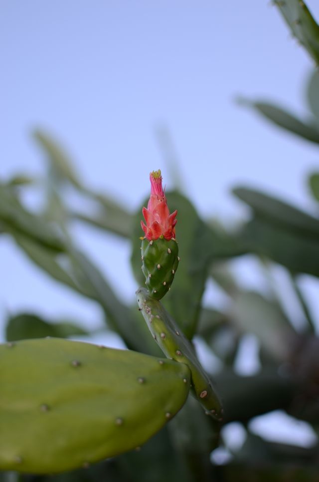 Nopal