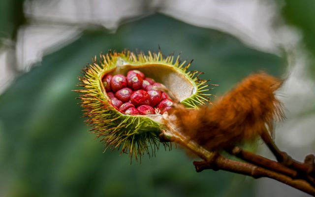 Guarana