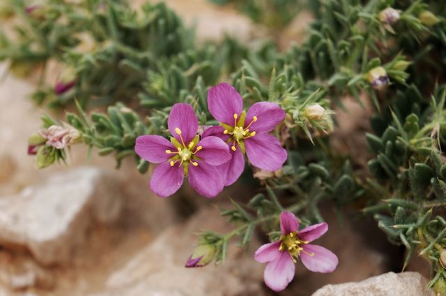 Harpagophytum procumbens